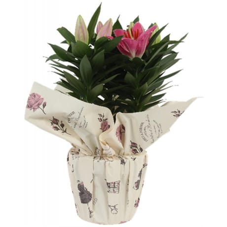 Lys pot 19 cm  emballage fleuriste