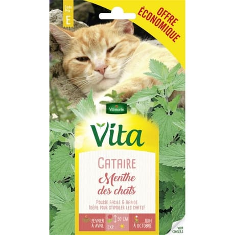 Vita Vilmorin herbe a chat cataire eco