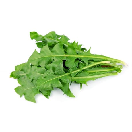 Pissenlit vert