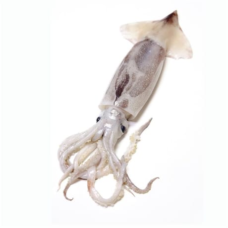 Encornet blanc