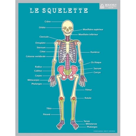 Fiche memo corps humain (20.5x26.5cm)