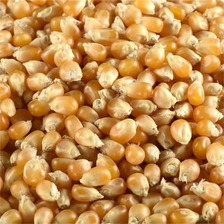 Juste bio maïs à pop corn bio