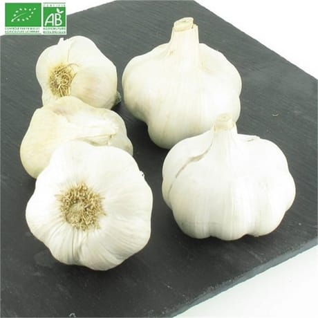 Ail blanc bio