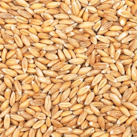 Juste bio petit épeautre bio vrac