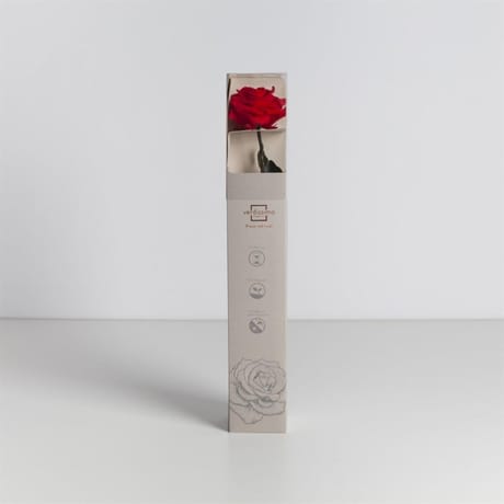 Rose naturelle stabilisée rouge premium