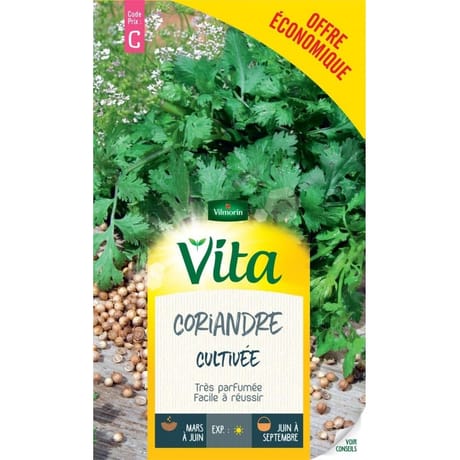 Vita Vilmorin coriandre cultivée eco