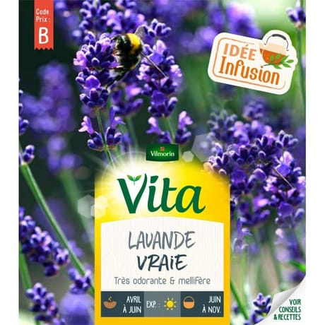 Vita Vilmorin lavande vraie