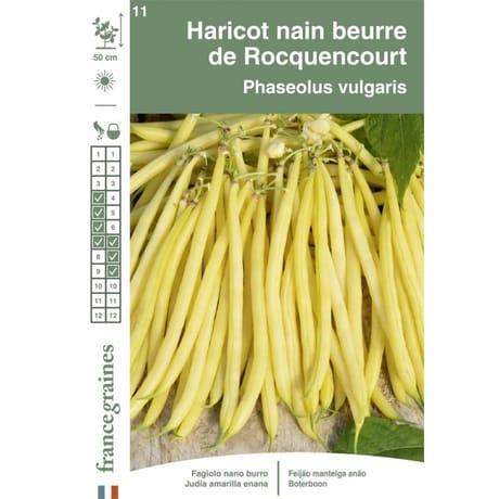 Francegraines haricot rocquencourt  nain mange tout beurre