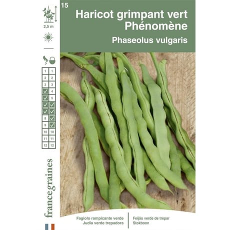 Francegraines Haricot Phénomène  à rame mangetout
