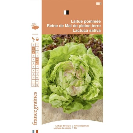 Francegraines laitue pommée reine de mai