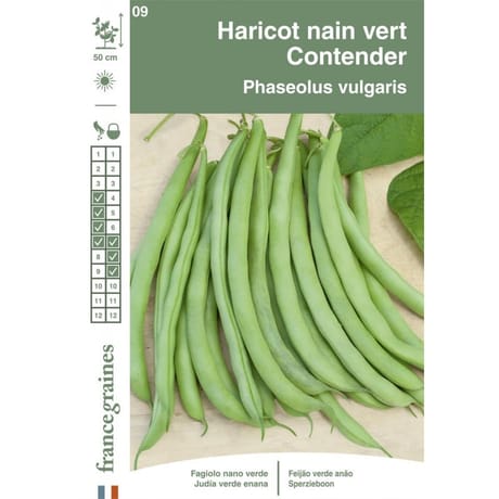 Francegraines Haricot Contender  nain mangetout