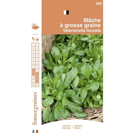 Francegraines Mâche à grosses graines