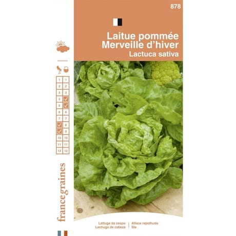 Francegraines Laitue pommée Merveille d'hiver