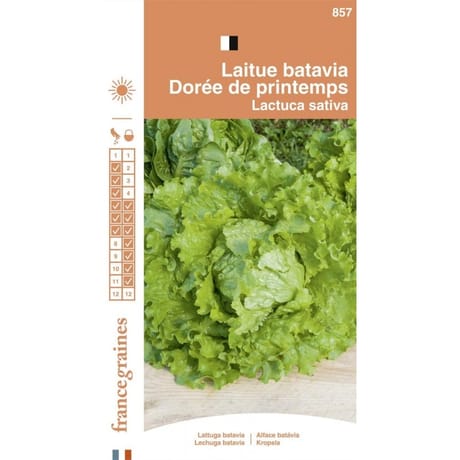 Francegraines Laitue batavia Dorée de Printemps