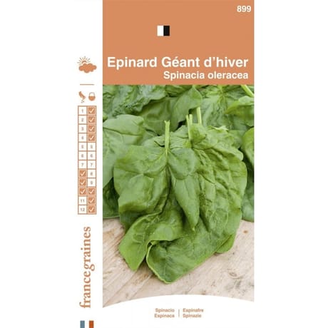 Francegraines epinard géant d'hiver