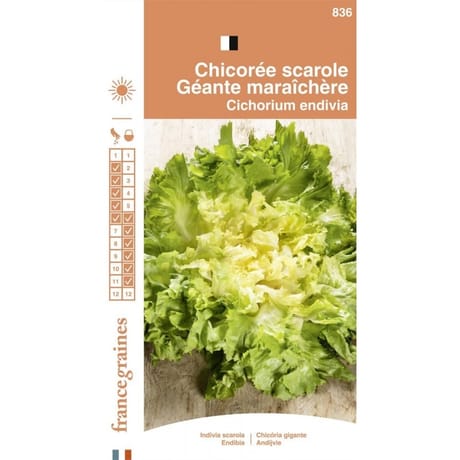 Francegraines chicorée scarole maraichère