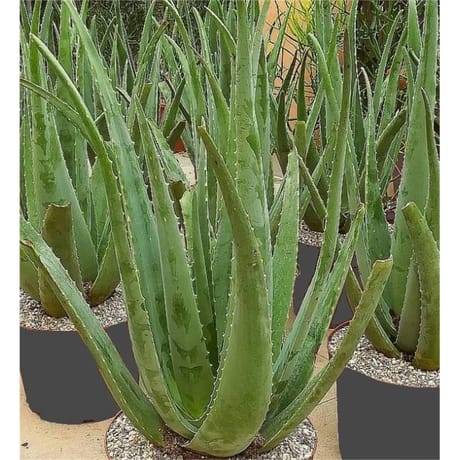 Aloe vera c.4