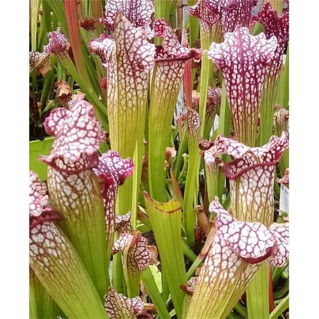 Sarracenia variées (plantes carnivores d'extérieur) 4 ans d'age c4l rc