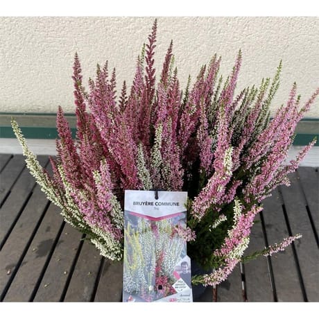 Bruyere calluna vulgaris trio tricolore c.5l rc