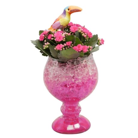 Kalanchoë pot de 9 dans verre carnaval avec gel couleur