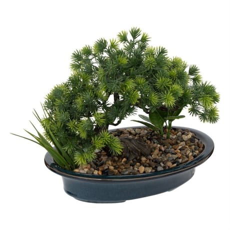 Bonsai zen "jil"