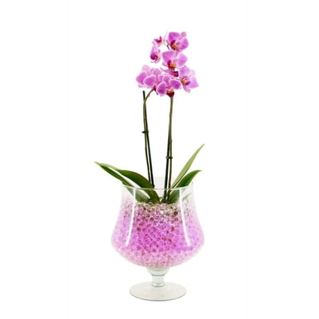 Verre Victoria - verrerie + phalaenopsis p09