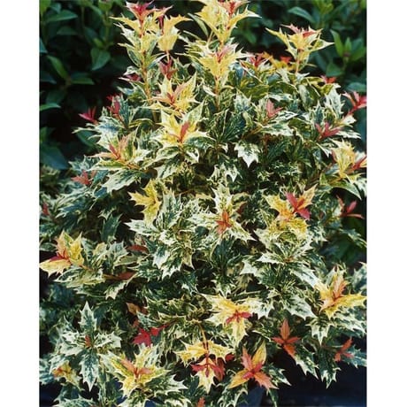 Osmanthus tricolor varies c4/c4,5