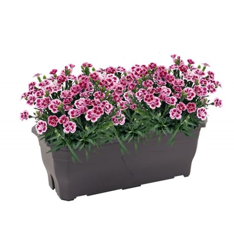 Oeillet de bouture jardinière 40 cm