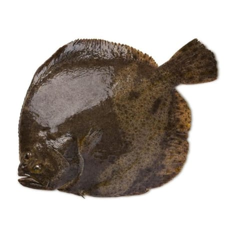 Turbot élevage