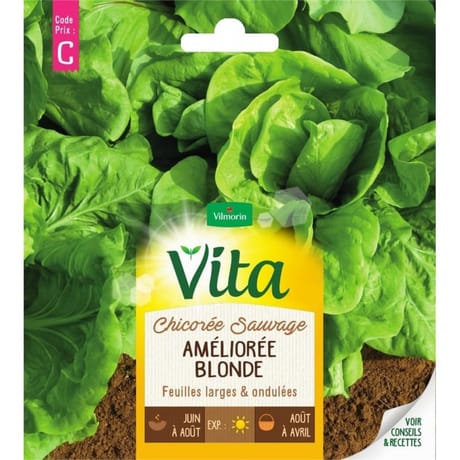 Vita Vilmorin chicoree sauvage blonde