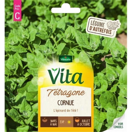 Vita Vilmorin tetragone cornue