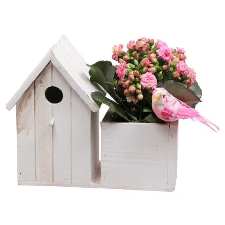 Composition alouette maisonnette bois kalanchoe
