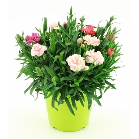Oeillet de bouture pot 1 litre