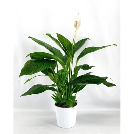 Spathiphyllum pot de 20cm contenant céramique