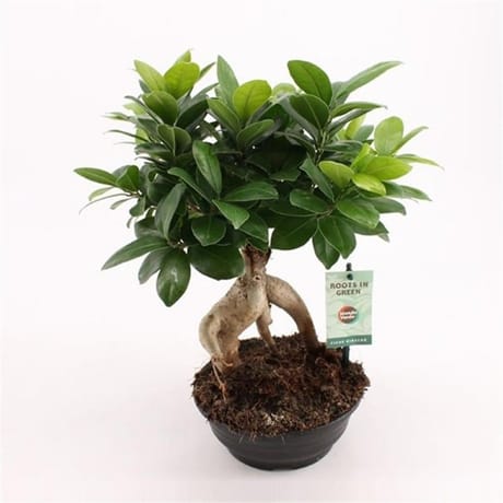 Ficus ginseng coupe couleur bronze et / ou blanche 17cm touffe