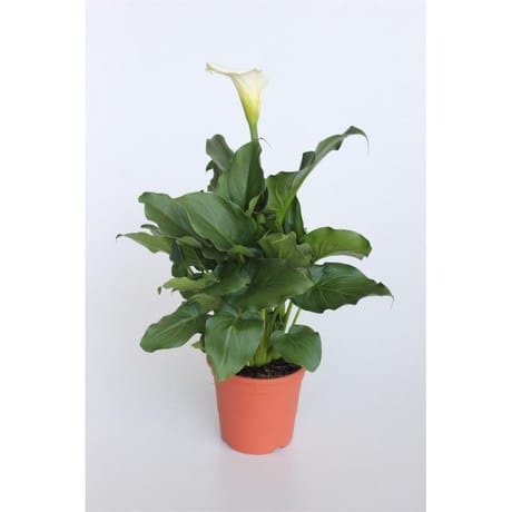 Calla aethiopica ht 60 ct20 / c5l