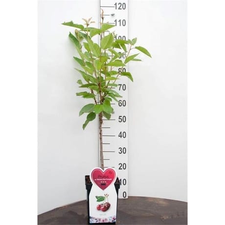 Cerisier régina patio c5 tige 50cm