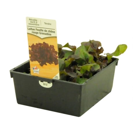 Laitue feuille de chêne rouge grenadine barq de 12 plants