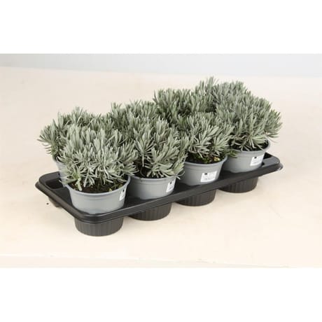 Lavande pot de 14 cm