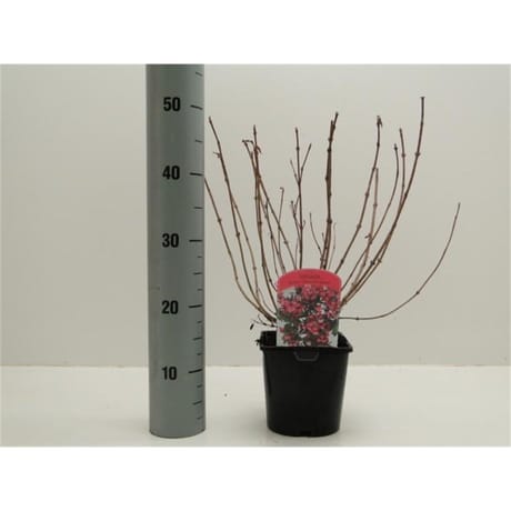 Weigelia rouge vp 2 litres