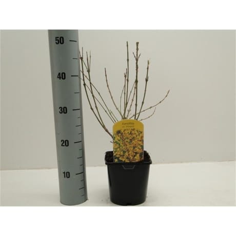 Forsythia jaune vp 2 litres
