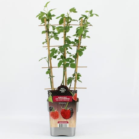 Murier duo espalier c 5l