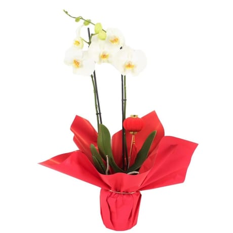 Orchidée samourai