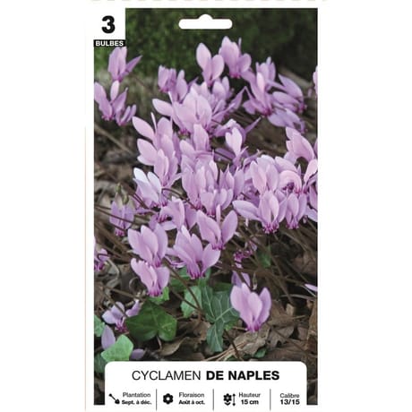 Cyclamen néapolitanum 13/15 x3