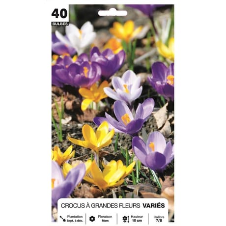 Crocus grande fleur  mélange 7/8 x40