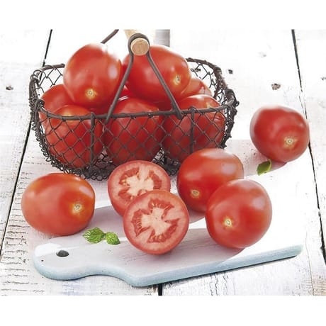 Tomate allongée