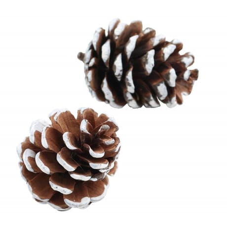 2 pommes de pin bords blancs