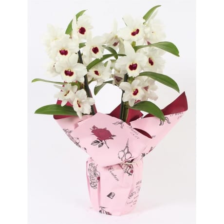Composition dendrobium  pot 12 cm