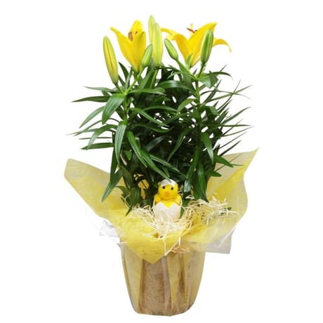 Lys pot 13 cm emballage fleuriste