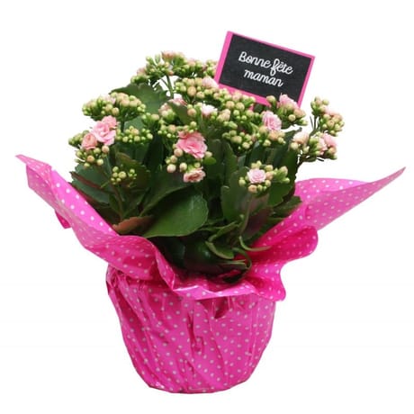 Kalanchoe pot 15 Fleuriste